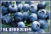 Blueberries