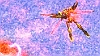 bscap0480