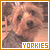 Animals: Yorkshire Terriers