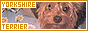 Animals: Yorkshire Terriers