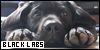 Black Labrador Retrievers
