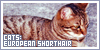 Cats: European Shorthair